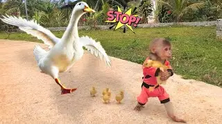 So funny! Mother duck attacks Bon monkey to protect her baby