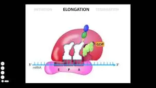Protein Synthesis