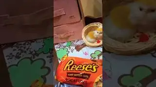 Reese's Miniature Bars 🍫🎀✨️ #food #fypシ #5mveiws #unfrezzmyaccount #ytshorts #1mviewers