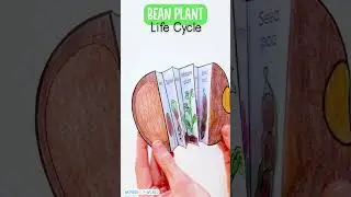 Life cycle of a bean plant sequence and fold science craft activity #secondgrade #thirdgrade #teach