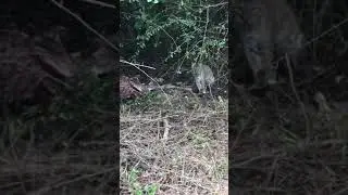 My first bobcat trapped in an mb550