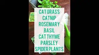 Make Your Own Cat Grass Garden