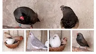 #الزيبرا_فينش تقديم بيض مسلوق 