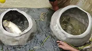 Amazing fish Catching by Net  #fish #fishing #village #villagepond #amazingfishing #katlamach