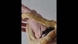 serpent des bl&eacute;s goldust