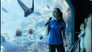 Shark Bay at Sea World 🦈 | Underwater Aquarium with Sharks & Stingrays (4K Relaxing)