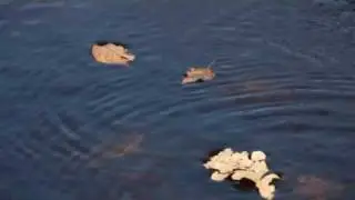 Leaves and Frogs