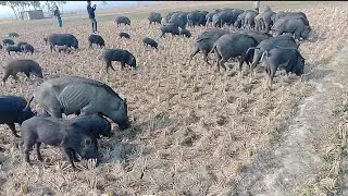 wild wings in pig animal Bill pig morning pig video