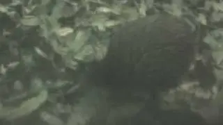 The Kiwi Bird, National Bird of New Zealand