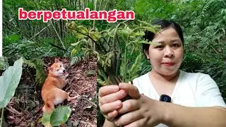 PANEN PAKIS LIAR DI HUTAN NEGARA TAIWAN