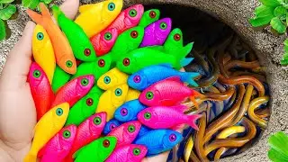 Awesome Catch Colorful Aquarium Fish In Small Pond, Seahorse, Galaxy Guppy, Koi, Turtle, Pencil Fish