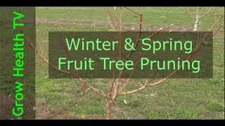 Winter Pruning Fruit Trees | Prune Apple, Cherry, Peach Tree by Grow Health TV