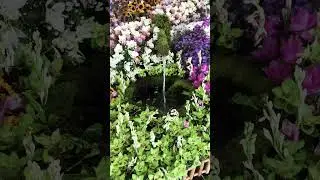 Awesome! extremely beautiful #beautiful#nature#water#birds#flowers#flower#forest#enjoy.