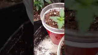 a peek into my tent weekly progress report boomer learning to grow series