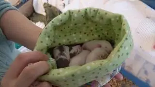 How to sex 2 week old baby rats - easy step by step instructions