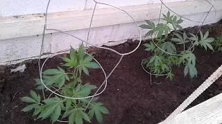 MENDO BREATH and SKYwalkER.2018