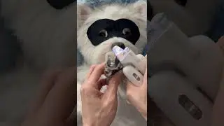 Pet spa day ✨ trimming tiny paws 🐾💅 #dhgate #dhgatefinds #coolgadgets