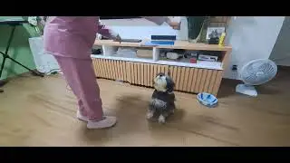 CADELINHA LULU ESPERTA! #māe #pets #cachorro #animais #cachorros #petsfofinhos #petlover #modapet