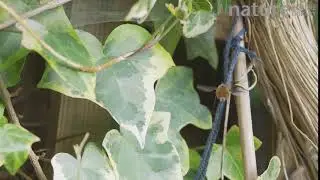 Slow motion clip of a Beefly laying eggs by flicking them into the nest of a solitary bee, UK, April