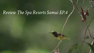 Review Detox & Wellness Retreat in Thailand at The Spa Resorts Koh Samui l EP.4