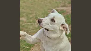 Canine Calm in Gentle Harmonies