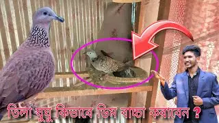 তিলা ঘুঘু খাচায় কিভাবে ডিম বাচ্চা করাবেন ? তিলা ঘুঘু পালন পদ্ধতি//তিলা ঘুঘু পোষ মানানোর উপায়