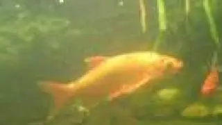 My Huge adult Golden ide in Pond / Goldorfe in Teich [1/2]