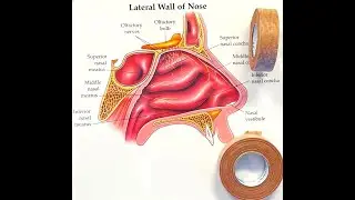 Post Operative Nasal Surgery Guidelines & Instructions