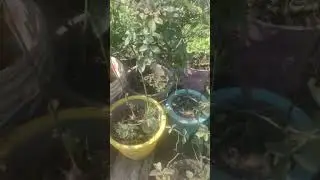 terrace garden #garden #flowerblooming #gardinglove #yshorts #gardenideas