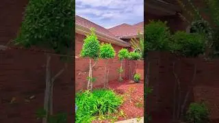 Easy hedge cleanup after trimming - hedge cutting process part 4