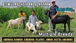 Bismillah Sheep And Goat Farm Bakrid 2025 8073822960 collection available in multiple breeds
