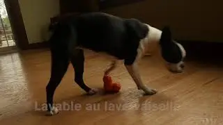Jouet pour chien ZOGOFLEX - TUX
