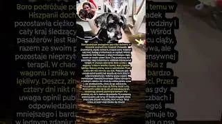 Boro przeżył wypadek i teraz czeka, aż jego właścicielka się obudzi