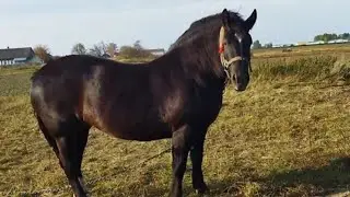 КОБЫЛА ЛАСТОЧКА ЖДЁТ ЖЕРЕБЦА БАСТИОНА/mare Martin waiting stallion Bastion