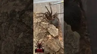 #aphonopelma  #crinirufum #costa #rican #blue #front #short #shorts #shortsvideo #tarantula