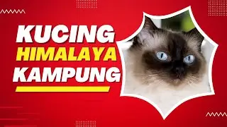 Kucing Himalaya Kampung: Cara Merawat dan Menjaga Kesehatan Kucing Anda