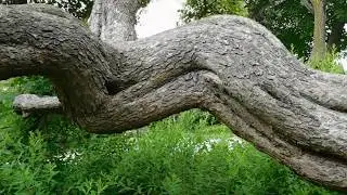 Weird tree formations