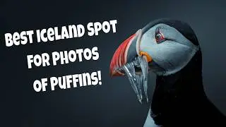 The Best Place to Photograph Puffins in Iceland is Gr&iacute;msey Island!