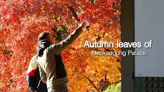 Autumn leaves of Deoksugung Palace | Exploring Korea!