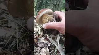 Hr&iacute;b dubov&yacute;. #fungi #huby #hriby #houby #funghi #grzyby #grzybobranie #dubaky