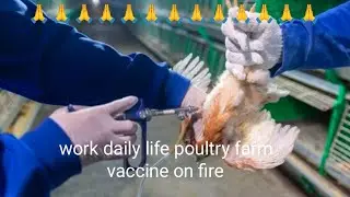 इतनी छोटी मुर्गी को कैसे वैक्सीन कर जाता है दोस्तों देखिए| how to vaccine in chichs|#8failvloger 🐣🙏🐣