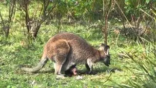 Red-necked Wallaby with joey