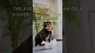 Average Lifespan of a Domestic Cat!