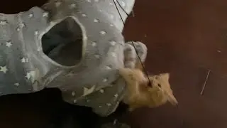 Kittens attack tunnel with wild abandon 😻#kitten