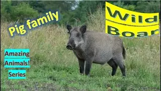 Wild Boar facts 🐗 Wild Swine 🐗 Common Wild Pig 🐗 Wild Pig 🐗 suid native to Eurasia North Africa
