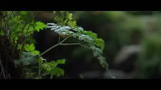 Magic Lantern Crop Mood Test