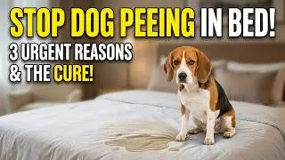Why dogs pee in the bed and how to stop my dog from peeing in bed?