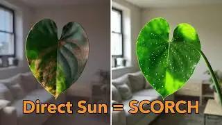 The Humidity Paradox: Keeping Begonia maculata Moist Without Mildew