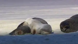 Wildlife In HD (Windows 7 Sample Video!)