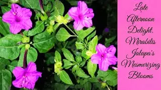 Late Afternoon Delight.Mirabilis Jalapa's Mesmerizing Blooms#mustwatch#flower#nature#peace#gardening